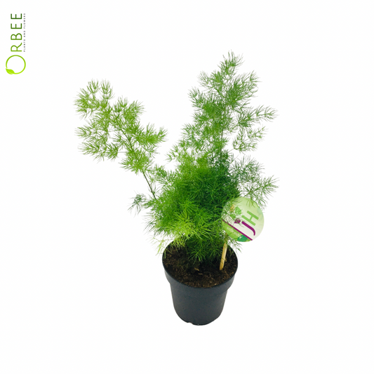 Asparagus Mixed