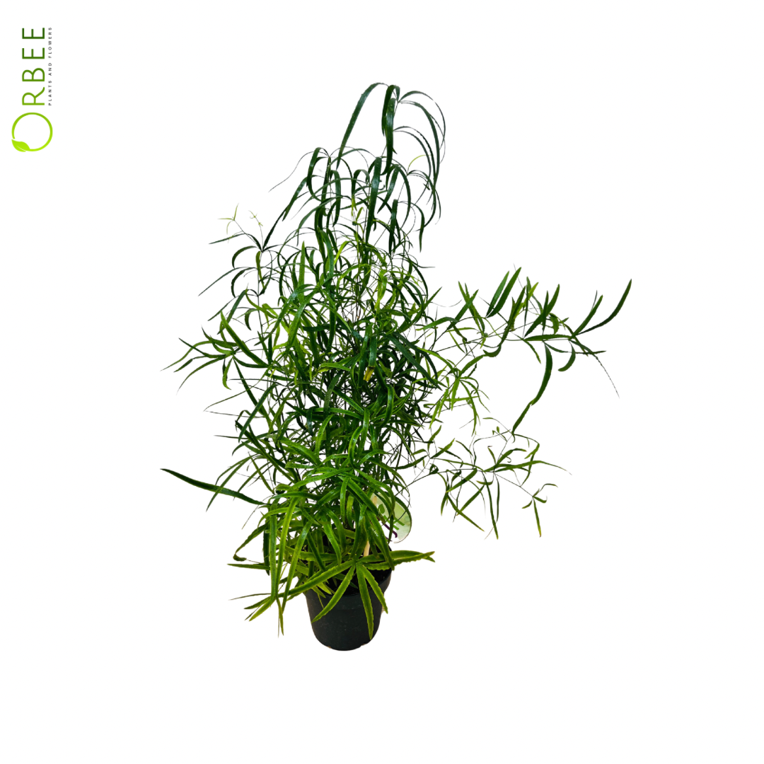 Asparagus Mixed