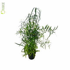 Asparagus Mixed