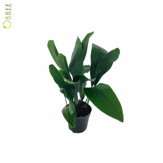Aspidistra Elatior
