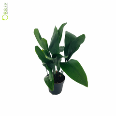 Aspidistra Elatior