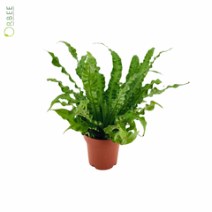 Asplenium Nidus Crispy Wave