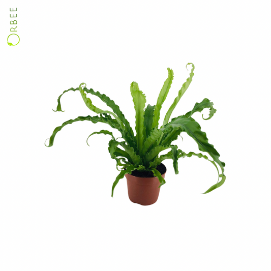 Asplenium Osaka