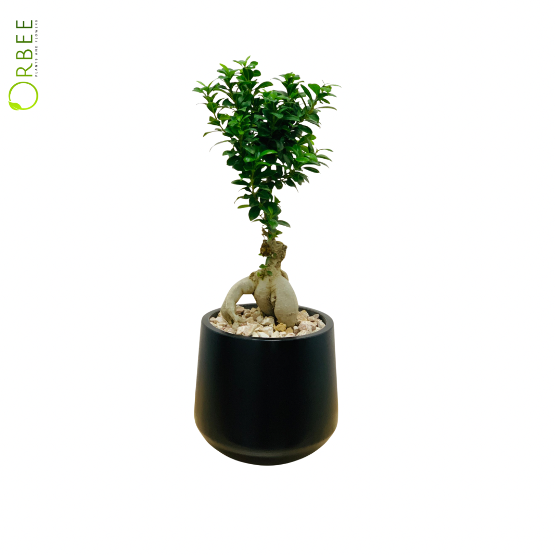 Bonsai in Plain Black GRC Planter