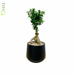 Bonsai in Plain Black GRC Planter