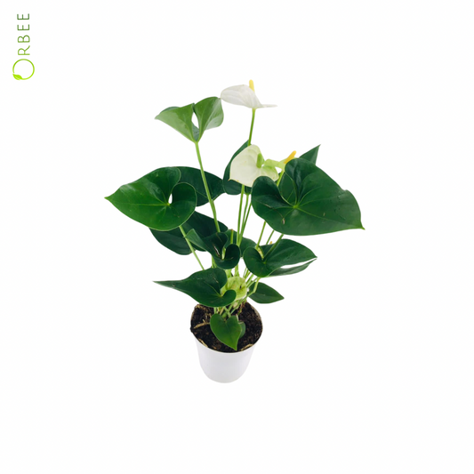 Anthurium Arisa White