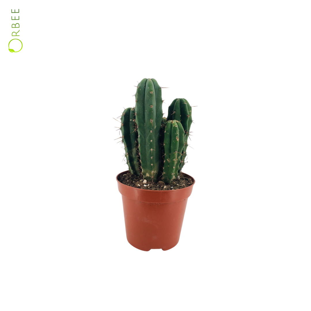 Cactus Echinopsis