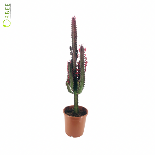 Cactus Desert Mixed