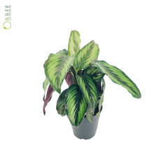 Calathea Pinstripe