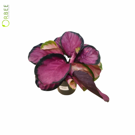 Calathea Roseopicta 'Crimson'