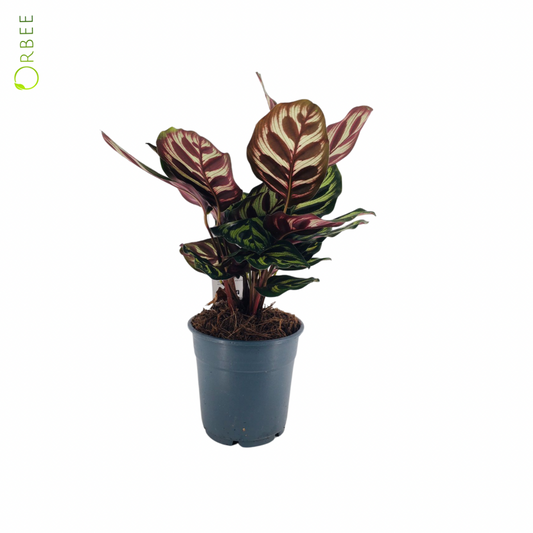 Calathea Roseopicta Rosey