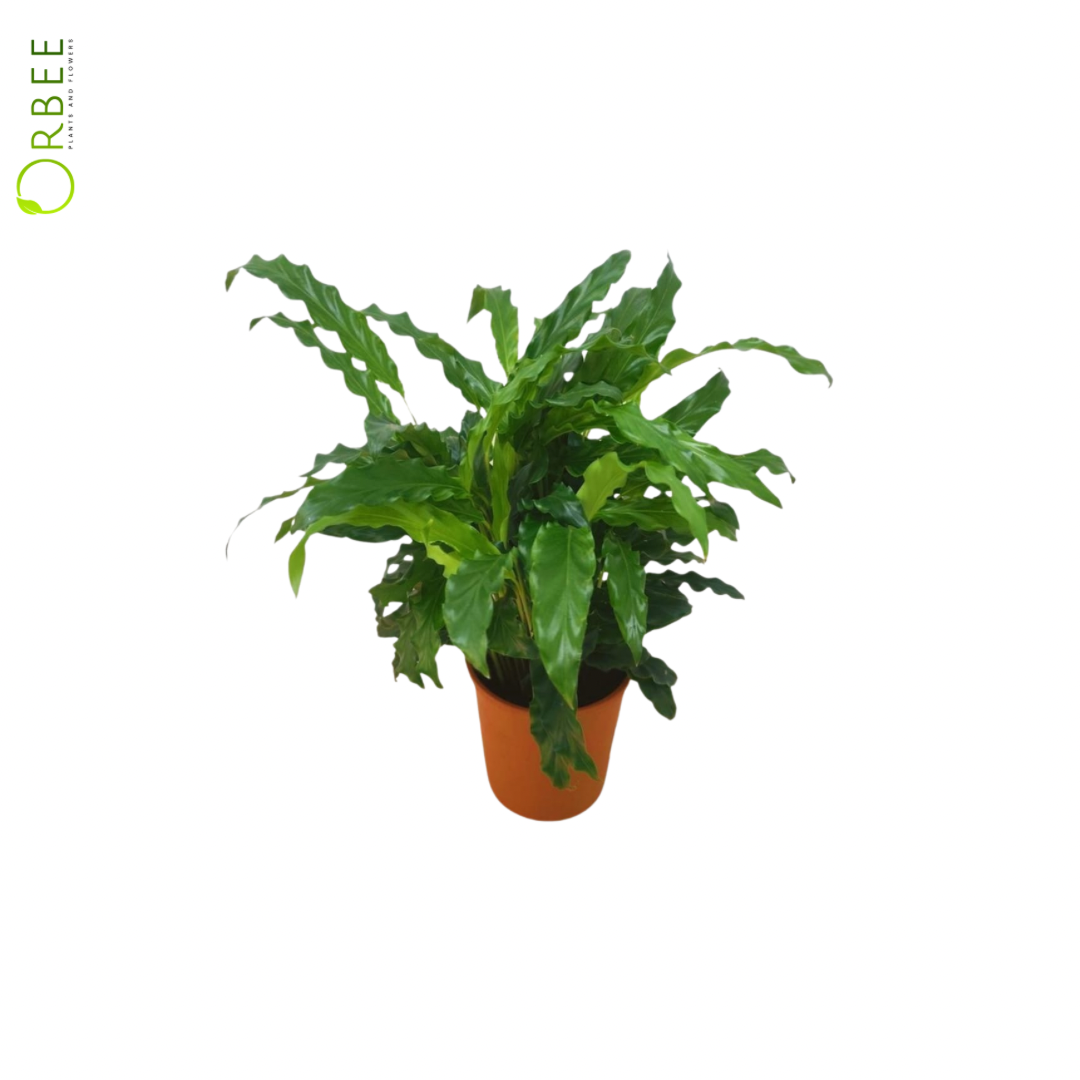 Calathea Rufirbarba Blue Grass