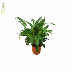 Calathea Rufirbarba Blue Grass