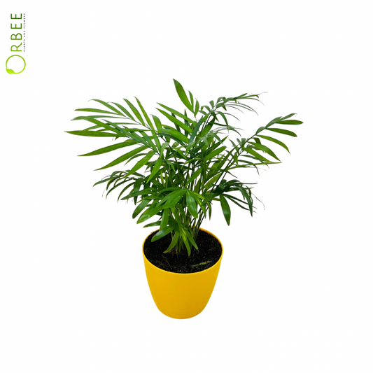 The Perfect Indoor Air Purifier