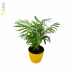 The Perfect Indoor Air Purifier