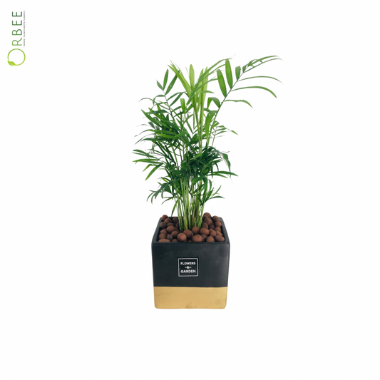Chamaedorea in Black Gold Pot