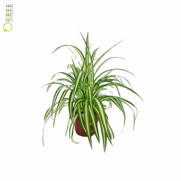 chlorophytum suffruticosum Chlorophytum Com. Variegatum – orbeeflowers