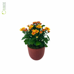 Chrysanthemum Ind. Mixed