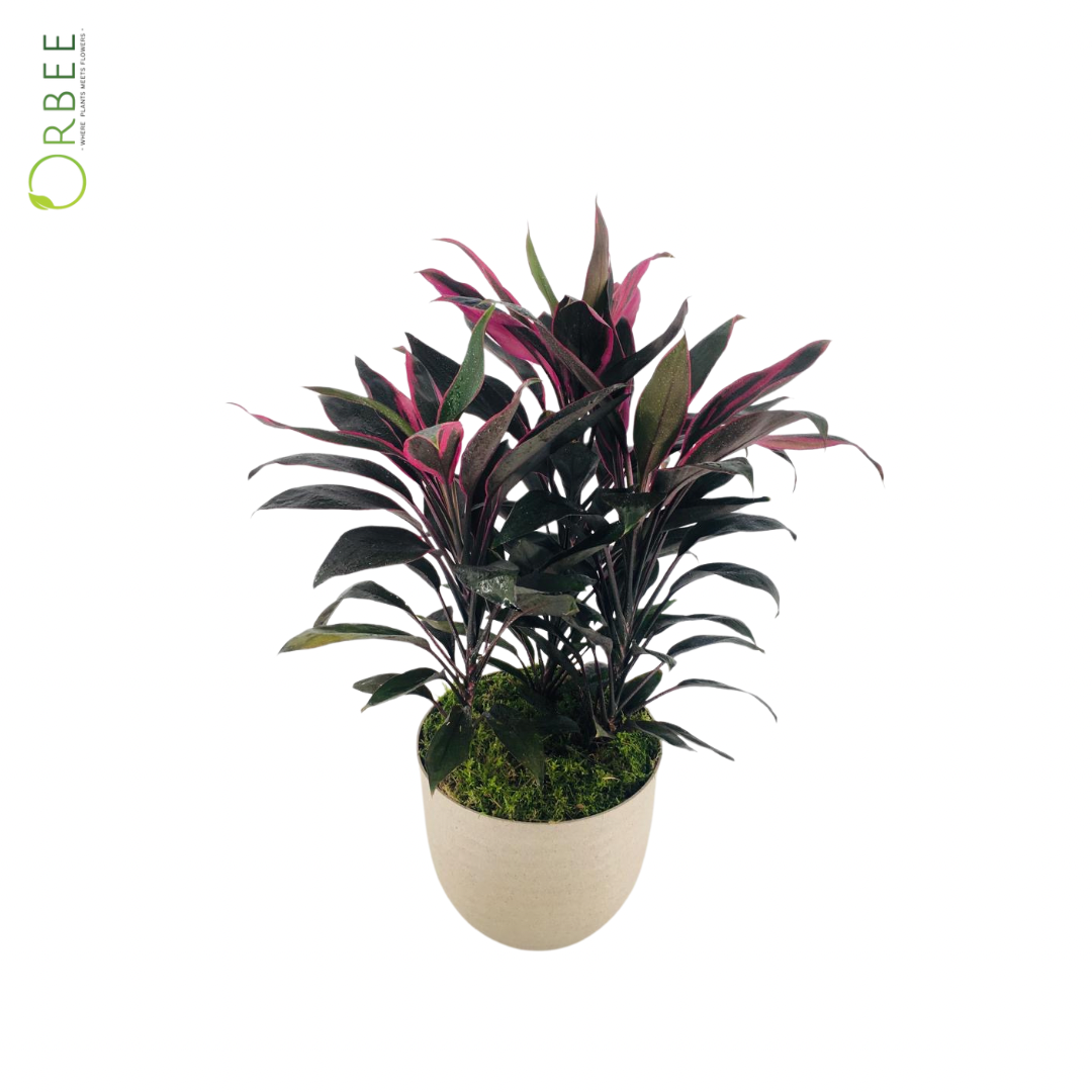 Cordyline Glauca with Cream Pot