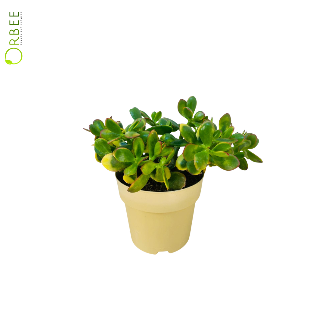 Crassula Ovata Sunset
