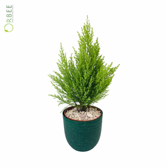 Cupressus Goldcrest Wilma with pot