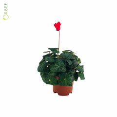 Cyclamen Ki Fi Superior