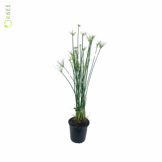Cyperus Haspan