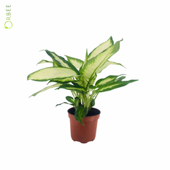 Dieffenbachia Bertina