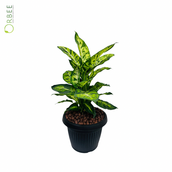 dieffenbachia sublime Dieffenbachia Sublime – orbeeflowers