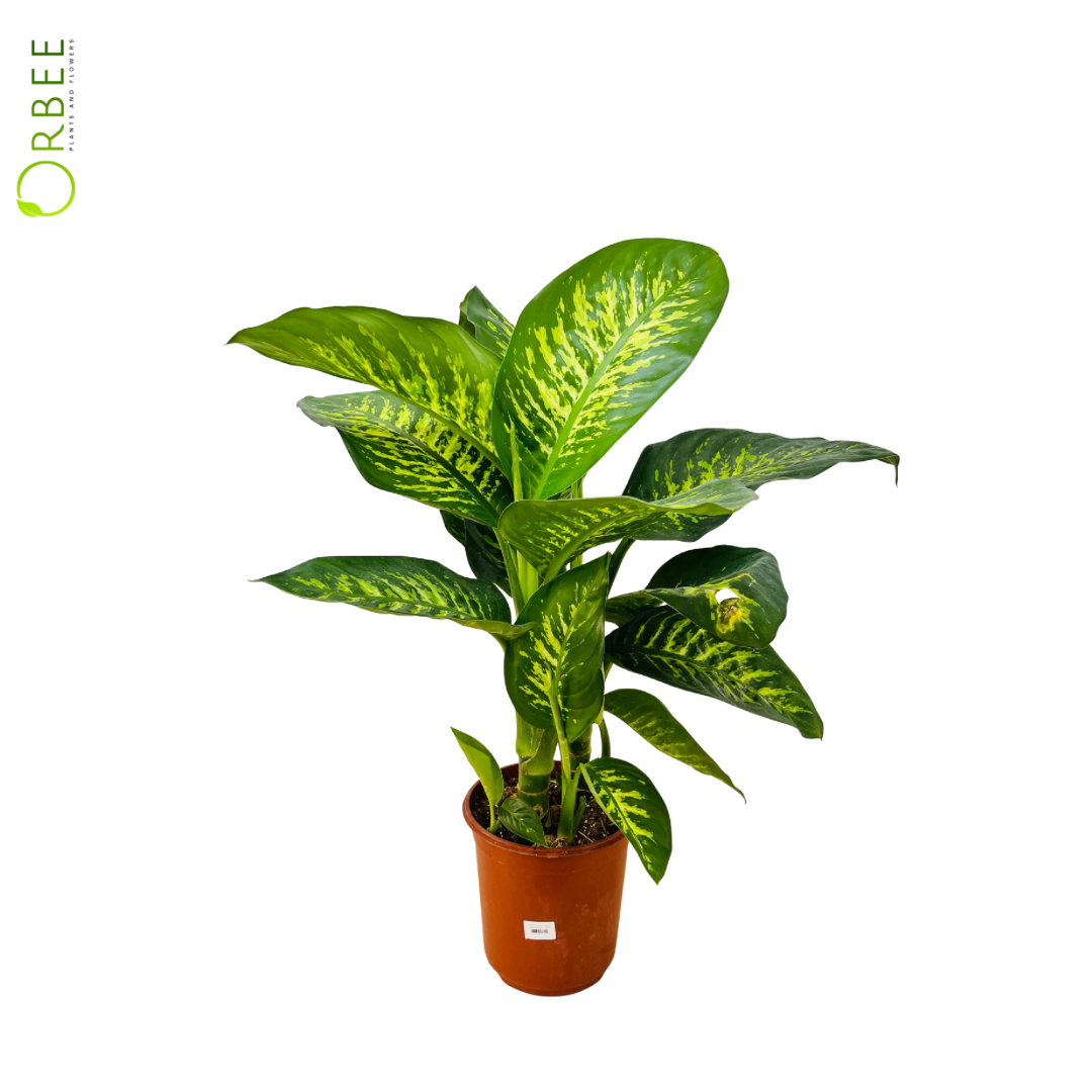 Dieffenbachia Tropic Snow