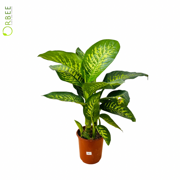 dieffenbachia tropic snow large Dieffenbachia Tropic Snow – orbeeflowers