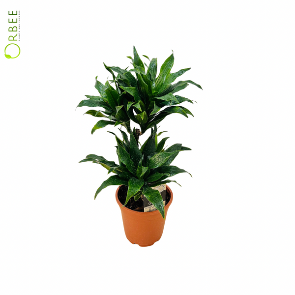 dracaena compacta light Dracaena Compacta – orbeeflowers