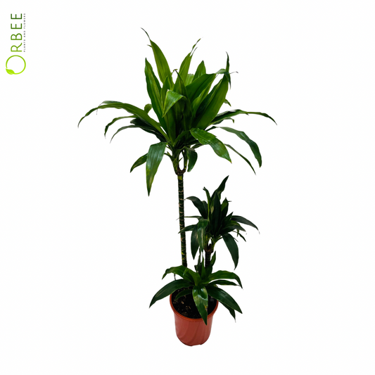 Dracaena Janet Craig