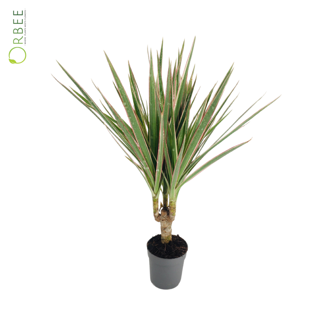 Dracaena Magenta Mixed