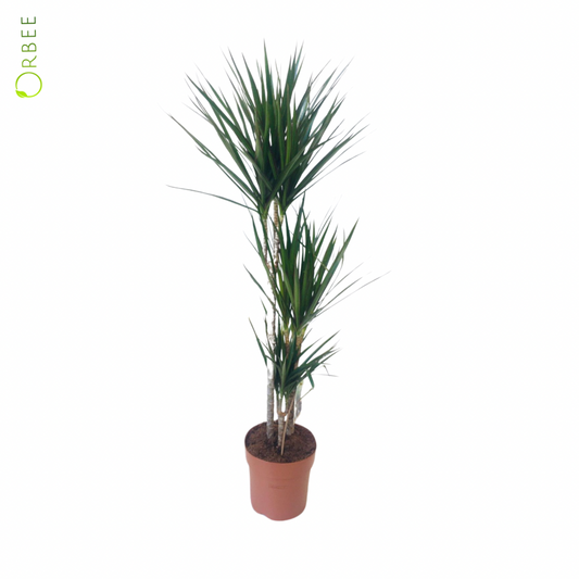 Dracaena Marginata