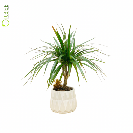 Dracaena Marginata in Textured Ivory Ceramic Planter