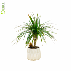 Dracaena Marginata in Textured Ivory Ceramic Planter