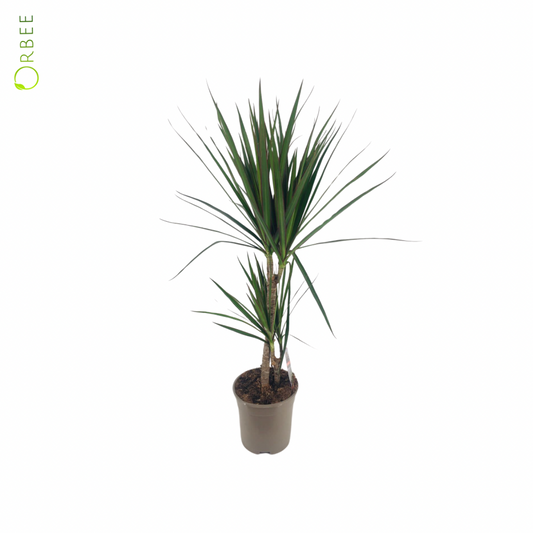 Dracaena Mixed 2 Cutting