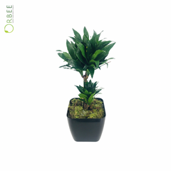 Dracaena Compacta With Black Pot