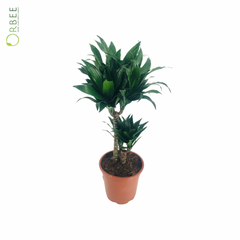 Dracaena fr. Comp