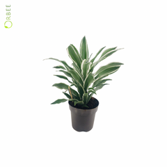 Dracaena fr. Compacta White Jewel