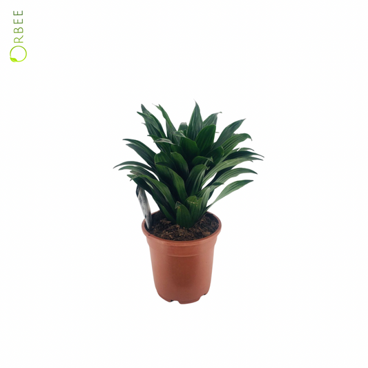 Dracaena fr. Compacta