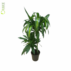 Dracaena fr.Hawaiian Sunshine