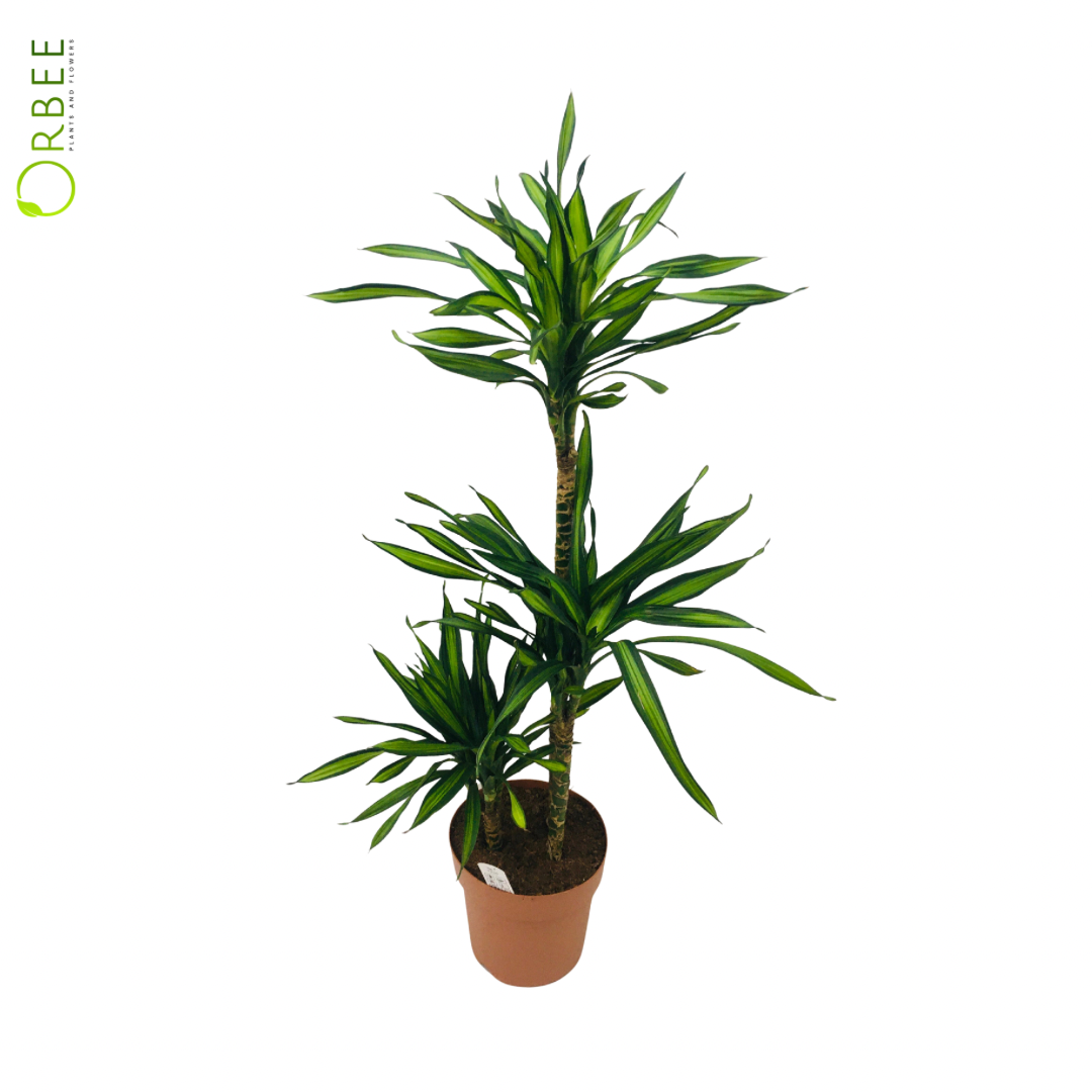 Dracaena fr. Riki