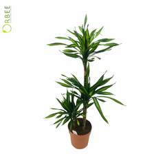 Dracaena fr. Riki