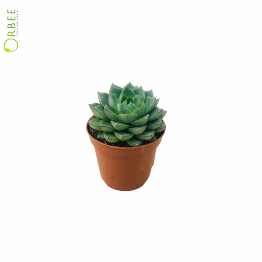 Echeveria Mix