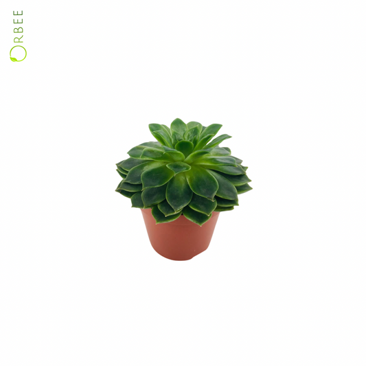 Echeveria Miranda Flat