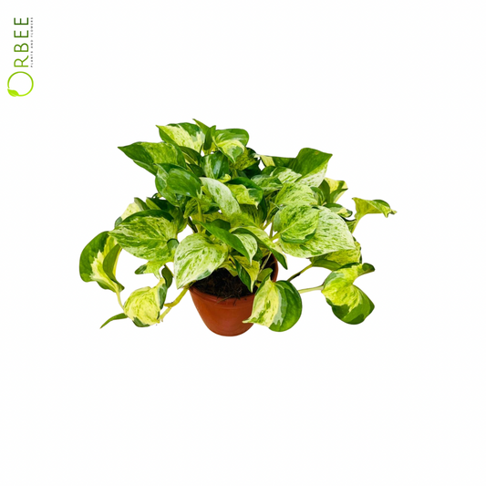 Epipremnum Aureum Compacta