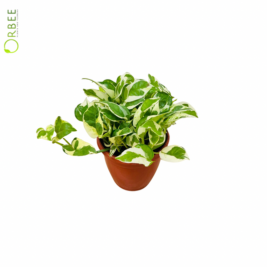 Epipremnum Aureum Njoy