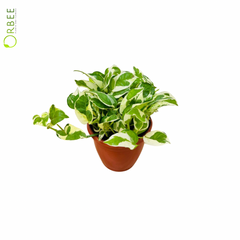 Epipremnum Aureum Njoy